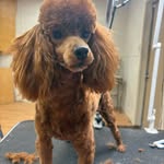 Donna Springer - @donnas_pretty_poodles - Instagram