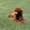 Donnasprettypoodles - @donna.springer - TikTok
