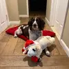 Donnatellatheenglishspringer - @donnatellatheenglishspri - TikTok