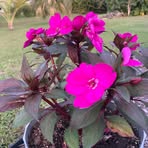 Donna Squibb - Wagner - Facebook