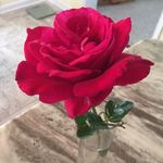 Dona May Staats - @donaisland - Instagram