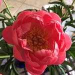 Donna Stackman - @deijai1 - Instagram