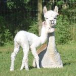 Donna Stalker - @honeyfield_alpacas - Instagram