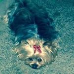 Donna Stamper - @mommaspizzaandmore - Instagram
