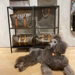 Bella Donna Standard poodle - @bella_donna_poodle - Instagram