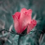 Donna standard - @standard_donna - Instagram