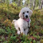 Donna_standardpoodle - @donna_standardpoodle - Instagram