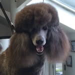 Inge - @bella_donna_standard_poodle - Instagram