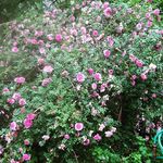 Donna Stanton - @pinerosecabin - Instagram
