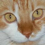 Donna Starnes Cline 🐱🍷🌻📷🎱 - @dcline4661___ - Instagram