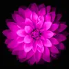 Donna Sternlicht - @donnasternlicht - TikTok