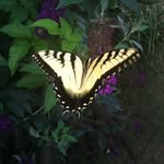 Donna Stinson Richardson - @i_love_flowers__butterflies - Instagram
