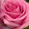 Donna Recker - @donna.recker8 - TikTok