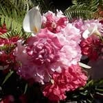 Donna Strom - @stromdonna - Instagram