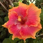 Donna Stromberg - @donnamstr - Instagram