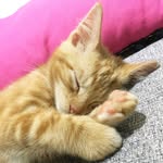 Donny “Baby Cat” 🐈 - @the_real_donna_suits - Instagram