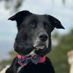 🐶La Sultana Donna🐶 - @donnasultann - Instagram