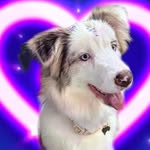 Donna 🩷✨ - @donna_super_border_collie - Instagram