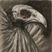 My Birds by Donna Surles - Facebook