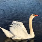 DC - @donna.r.swank - Instagram