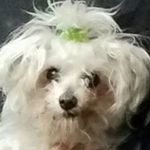 Donna Swank - @donna.swank.3 - Instagram