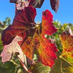Donna Swindle Lee - @dleetravels - Instagram