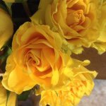 Donna Taft Kurz - @donnakurz1215 - Instagram