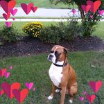 Donna Tanzi - @donna43195226 - Instagram