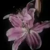 Donna - @dtx_donna2010 - TikTok