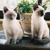 Donna Tasso - Facebook