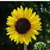 donnatemplehaeni - @donna.temple.haen - TikTok