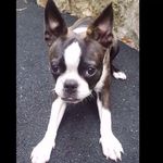 donna tilley - @bridget_thelittle_boston - Instagram