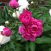 Donna Towery - Facebook