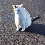 Donna Towner-Authenreath - @mischief725 - Instagram