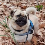 Donna Toy Banham - @crazyoldpuglady - Instagram