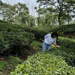 Dona Aideau Tea Sommelier |Tea Educator + Trainer - @donaaideau - Instagram