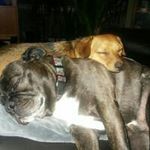 Donna Traub Calori - @donnacalori - Instagram