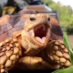 Donna Traweek - @tortoise_school - Instagram
