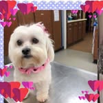 Donna Schoaff Tribble - @edoolittle - Instagram