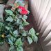 Donna Throndson - Facebook
