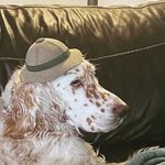 Donna Trowbridge Howell - @the_sleeping_setter - Instagram