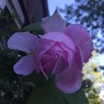 Donna Tuttle - @collegeprep01082 - Instagram