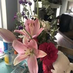 Donna Gavin- Vanneste - @donnavanneste - Instagram
