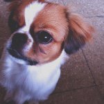 Donna Velez 🐶 - @donnavelez_ - Instagram
