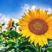 Donna Vineyard - Facebook
