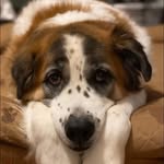 Donna Wardell - @hoodonnahorn - Instagram