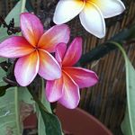 Donna Werner - @dwerner60 - Instagram