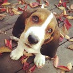 DONNA NOBLE WESLEY - @donnawesleyhound - Instagram