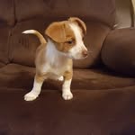 Donna Wetzel - @willowisheretostay - Instagram