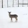 Donna Whetsel - @donna.whetsel - TikTok